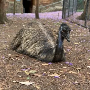 Kangaroo Island Emu